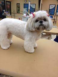15 Very Interesting And Funny Dog Haircuts Shih Tzu Grooming Dog Haircuts Shih Tzu