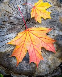 Kanada mengikuti jejak uruguay, yang menjadi negara pertama di dunia, yang pada. Gambar Daun Maple Tips Dan Trik Pertanian