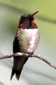 Maybe you would like to learn more about one of these? Netn Species Spotlight Ruby Throated Hummingbird U S National Park Service