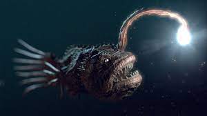 Hd Angler Wallpaper Makhluk Laut Dalam Makhluk Laut Hewan