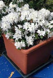 Why Is My Potted Azalea Dying 7 Reasons Gardener Report