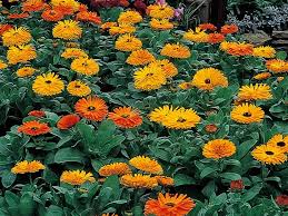 We did not find results for: 13 Rabbit Resistant Annuals Rabbit Resistant Plants Deer Resistant Plants Plants