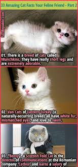 33 Amazing Cat Facts Fun Trivia About Your Feline Friend Part 2 Fact Republic In 2020 Cute Funny Animals Funny Animal Memes Cat Breeds