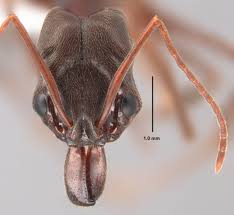 Image result for Pycnostachys orthodonta