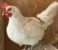 Black Australorp Chicken Egg Color Austra White Best Egg Laying Chickens Chickens Backyard Egg Laying Chickens