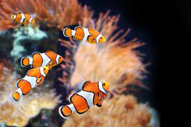 Marine fish shop, saltwater fish, live rock, corals, invertebrates and accessories all ready to buy online and delivered to your door. How To Setup A Saltwater Aquarium Care For Fish Petbarn
