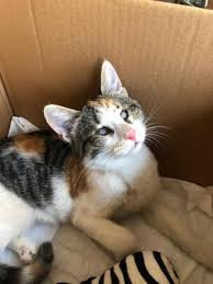 Ucretsiz Kedi Sahiplendirme Ilanlari