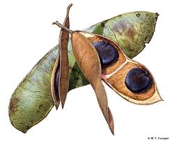 Image result for Intsia