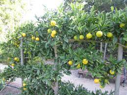 Find all of your fruit tree needs at urban tree farm nursery in santa rosa, ca. Espaliered Fruit Trees Programmed Property Services