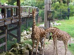 Jacksonville Zoo Jacksonville Zoo Florida Attractions Zoo