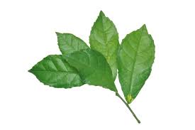 Image result for Streblus