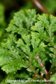 Image result for Selaginella soyauxii
