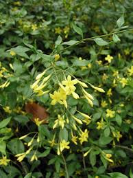 Image result for Jasminum schimperi