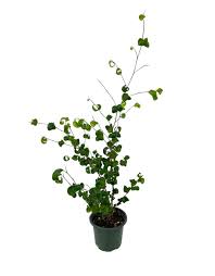 Image result for Ficus conraui