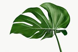 Download Premium Png Of Split Leaf Philodendron Monstera Plant Element Plant Leaves Leaf Photography Plants