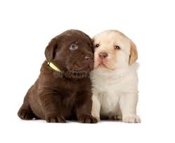 Our labrador retriever puppies are sold as pets for $2,000 beginning 2021. 430 Chocolate Lab Yellow Photos Free Royalty Free Stock Photos From Dreamstime