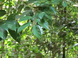 Image result for Antidesma