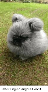There are up to 10 different varieties of angora rabbit recorded. Black English Angora Rabbit Meme On Me Me