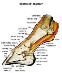 The foot bones shown in this diagram are the talus, navicular, cuneiform, cuboid, metatarsals and calcaneus. Anatomy Of The Horse S Lower Leg Horse Anatomy Horse Health Horse Care