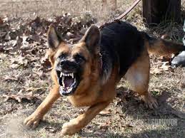 pin on perros