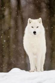 The only right place to download wolf wallpapers in 4k(ultra hd) full free for your desktop backgrounds. White Wolf Wallpaper For Android Apk Download