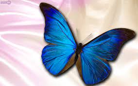 You can also upload and share your favorite night butterfly wallpapers. Blue Butterfly Wallpaper Hd Pixelstalk Net