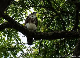 Image result for Streptocarpus montis-bingae