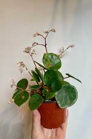 Image result for Begonia clypeifolia