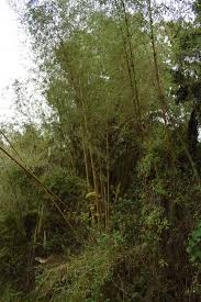 Image result for Oldeania alpina