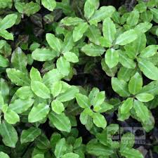 Maybe you would like to learn more about one of these? Pittosporum Tom Thumb Pittosporum Mail Order Trees