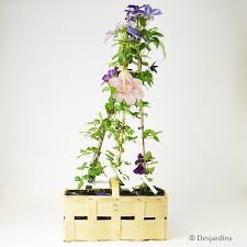 Panier De 3 Clematites Coloris Varies Desjardins Fr
