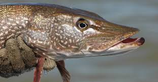 Maybe you would like to learn more about one of these? From Spinners To Spoons Top Pike Lures To Upgrade Your Tackle Box Gearjunkie