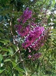 Image result for Lonchocarpus