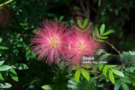 Image result for Myrtaceae