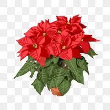 Poinsettia Png Vector Psd And Clipart With Transparent Background For Free Download Pngtree Flower Illustration Poinsettia Merry Christmas Card Greetings