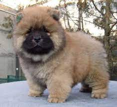 Flavio Purebred Healthy Chow Chow Puppy For Sale Newdoggy Com Chow Chow Puppies Breeders Chows Chow Ch Chow Puppies For Sale Puppies For Sale Chow Chow Puppy