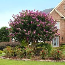 Maybe you would like to learn more about one of these? Buy Brighter Blooms Twilight Crape Myrtle Tree Hot Coral Pink Blooms Vibrant Tree Impressive Color No Shipping To Az 2 3 Ft Online In Indonesia B07stgjmt3