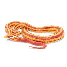 Corn snakes are the original best pet snake. Safari Corn Snake Playone