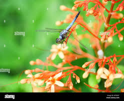 Image result for Pavetta sp. I