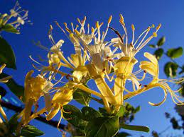 We did not find results for: 14 Of The Best Fragrant Flowers To Grow For A Sweet Scented Garden Dengarden