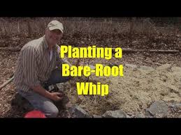 The fruits of which have been enjoyed around the globe for hundreds of years. How To Plant A Bare Root Whip Youtube