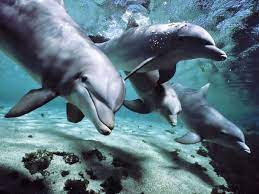 Free Dolphin Wallpapers For Desktop Wallpaper Cave Dolphins Animals Beautiful Fun Facts