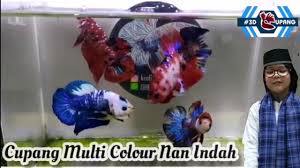 (x)ikan cupang galaxy koi hobi mancing dan makan ikan source. Ikan Cupang Nemo Galaxy Marble Multi Colour Nan Indah Menawan Betta Youtube