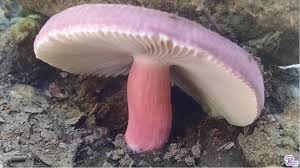 Image result for Russula compacta