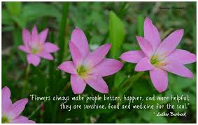 Waffulle / honbie / 혼비 ocs and fanarts ※please do not use or repost my art!※ commissions: Bunga Quotes Tumblr Pink Rain Lily Sianakdesa Dogtrainingobedienceschool Com