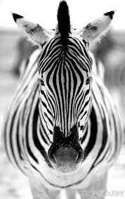 30 Most Outstanding Symmetrical Photos To Fall In Love Symmetry Photography Animals Zebras
