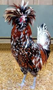 Bird Eggs For Sale Ebay 20 Fertile Hatching Polish Crested Tolbunt Chicken Eggs Free Shipping Chicken Chicken Chickendecor 2 In 2020 Chickens Backyard Chickens For Sale Polish Chicken