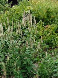 Image result for Alloteropsis paniculata