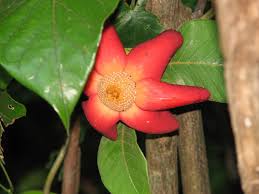 Image result for Uvaria schweinfurthii