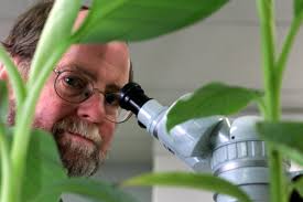 Genetically modified fruit: The man who saved bananas from certain death